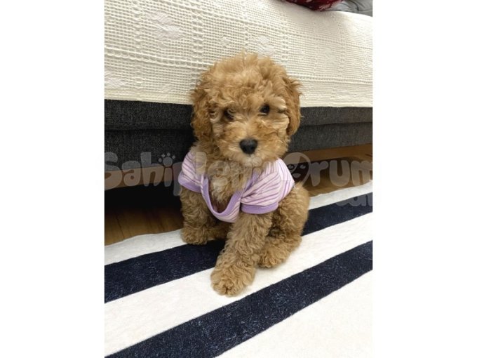 Kıvırcık Tüy Yumağı Kızıl Toy Poodle