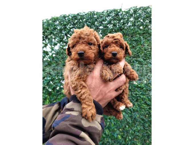 İstanbul'da Sahiplendirme: Erkek Toy Poodle Yavrusu Yeni Yuvasını Bekliyor