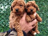 Toy poodle 