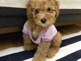 Kıvırcık Tüy Yumağı Kızıl Toy Poodle