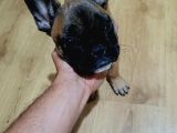 Neşe kaynağı french Bulldog yavrumuz