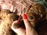 İzmir Red kore poodle yavrularım 