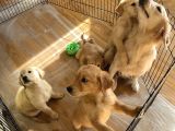 3 Aylık Golden Retriever Yavrularımız Yuva Arıyor