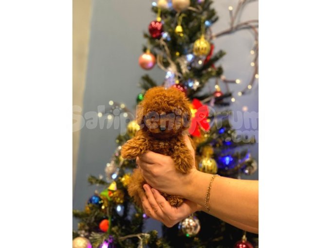 Ev Doğumu Toy Poodle Bebekler
