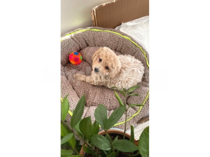 3 Aylık Erkek Aşıları Tamamlanmiş Toy Poddle