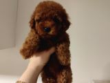 Ev Doğumu Toy Poodle Bebekler