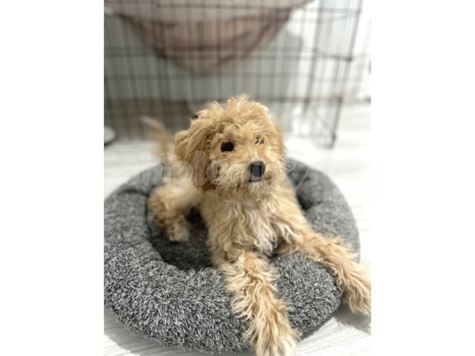 Poodle