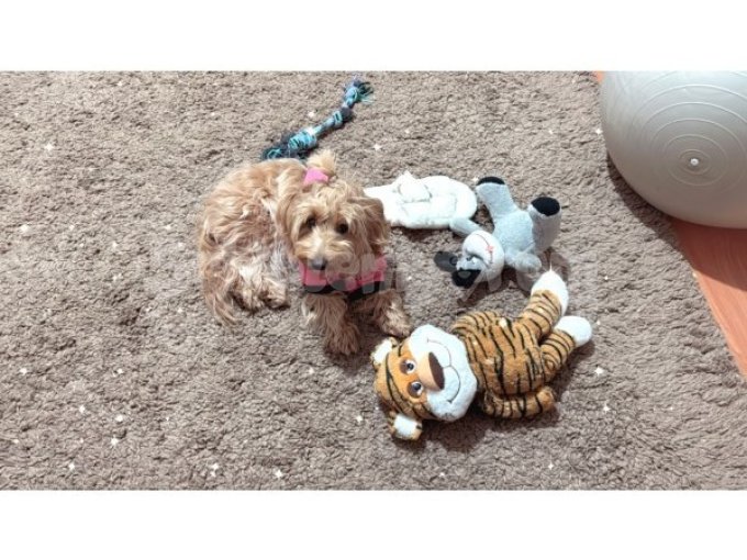 Dişi Maltipoo