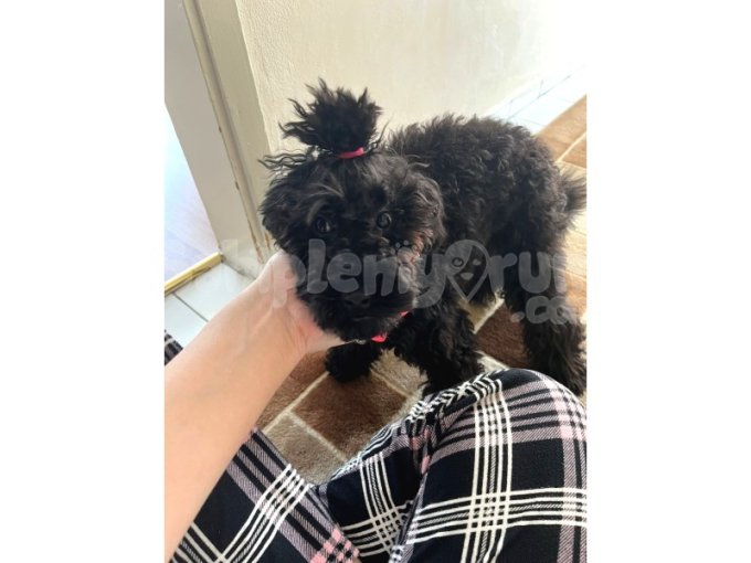 3-6 Aylık Erkek Toy Poodle Yavrusu Sahiplendirme | Tuvalet Eğitimli, Aşısız