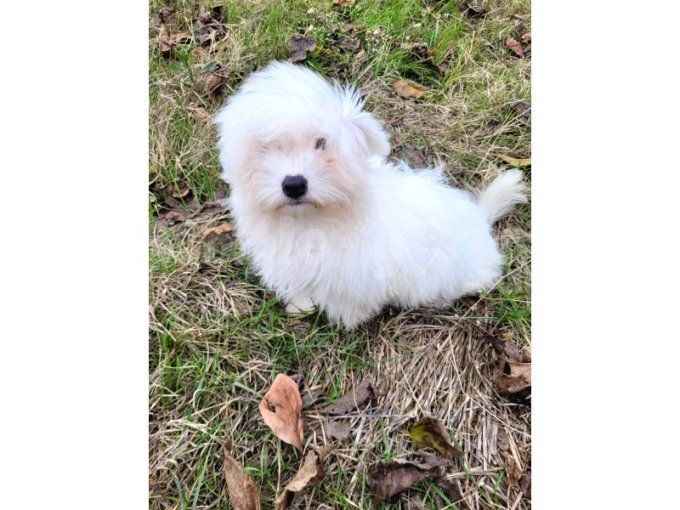 Uygun Küçük Irk Terrier Yavrular