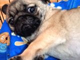 Pug cinsi 2.5 aylık oyuncu, sevgi dolu kızımız