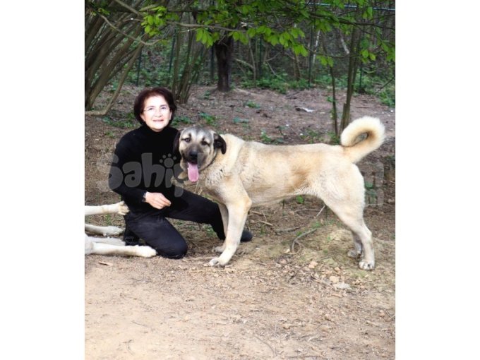 Safkan Siva Kangal - Sağlıklı, Çok İyi Bakılmış - 3 Yaşında Erkek - Ücretsiz - Yeni Sahibini Bekliyor