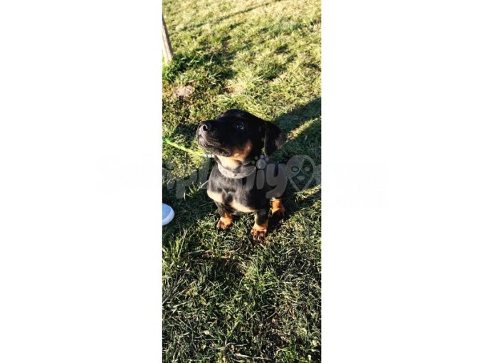 2 Aylık Erkek Oyuncu Rottweiler