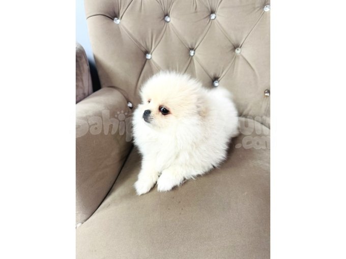 2 Aylık Tuvalet Eğitimli Pomerian Boo Erkek