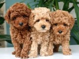 TOY POODLE YAVRULARIMIZ EVİNİZİN NEŞESİ OLACAKTIR