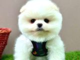 Safkan Pomeranian Boo Bebekler