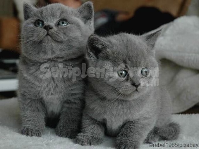 Ev Doğumu British Shorthair Yavrumuz