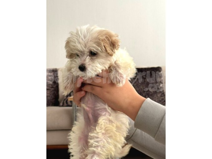 2 Aylık Çok Sakin Ve Sevecen Maltipoo Yavrumuz