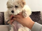 2 Aylık Çok Sakin ve Sevecen Maltipoo Yavrumuz