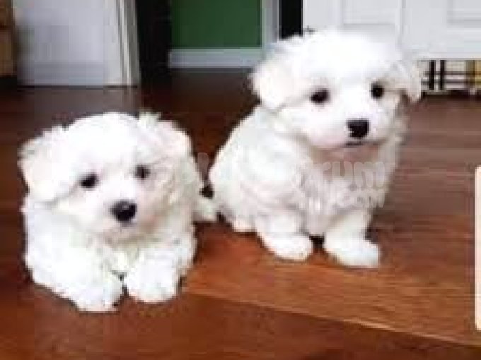 Maltese Terrier Sağlıklı,Oyunu Ve İlgiyi Çok Seviyor