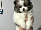 KALİTELİ POMERANIAN BOO YAVRULARI