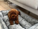 Irk Ve Sağlık Garantili Toy Poodle