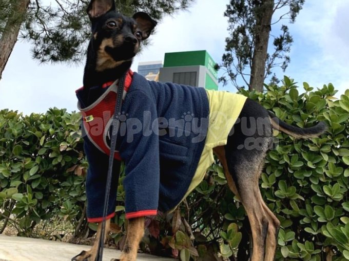 Minyatür Pinscher Anne & Oğul | 7 ve 4 Yaşında, Aşılı ve Çipli