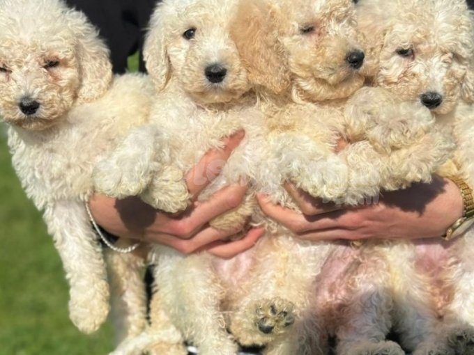 7 Aylık Maltipoo Sicak Bir Yuva Arıyor