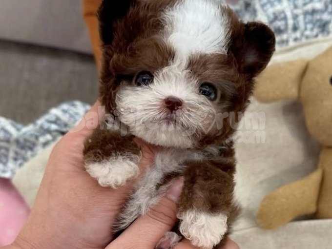 Kore Maltipoo Yavruları Istanbul