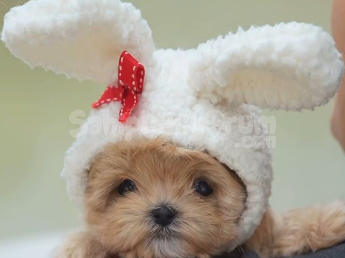 Kore Maltipoo Yavruları Istanbul