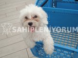 Maltese terrier