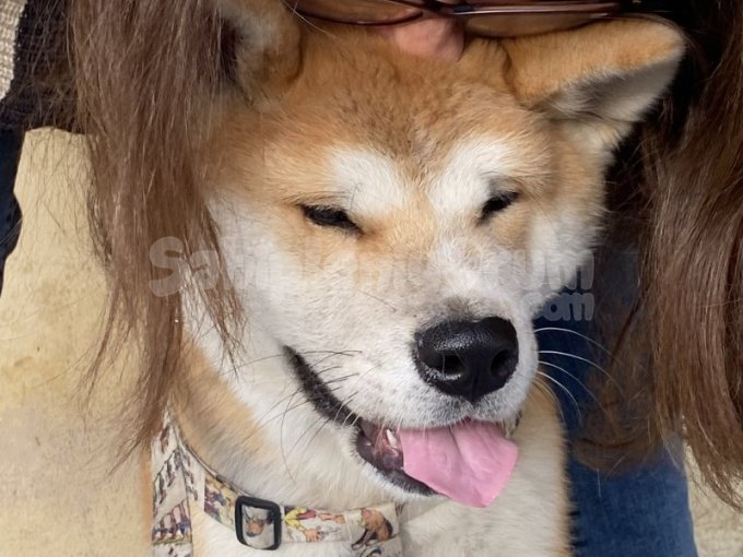 Japon Akita