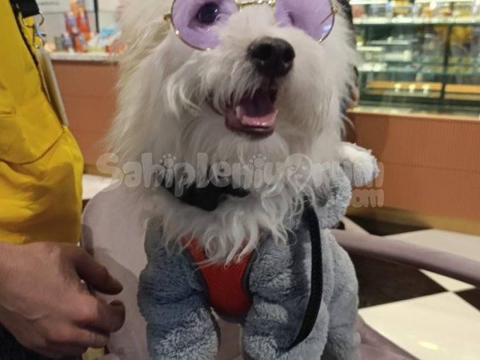 Yakışıklı Oğlum Cookie