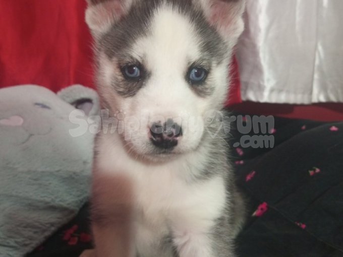 2 Aylık Dünyalar Tatlısı Bebek Huskyim