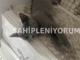 2 Aylık British Shorthair Yavru Kedi