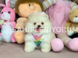 Micro Boy Ayıcık Surat Pomeranian Boo