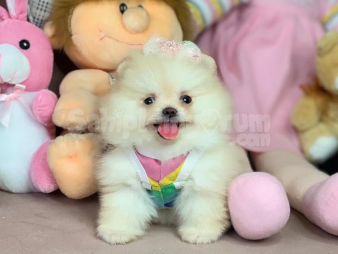 Micro Boy Ayıcık Surat Pomeranian Boo