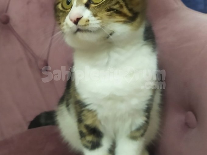 Evcil Temiz Egtimli