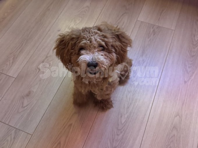 10 Aylık Poodle Erkek