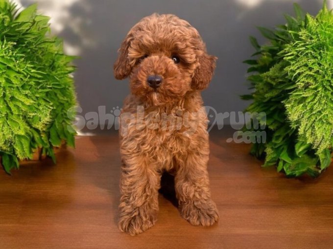 82 Günlük Dişi Red Toy Poodle