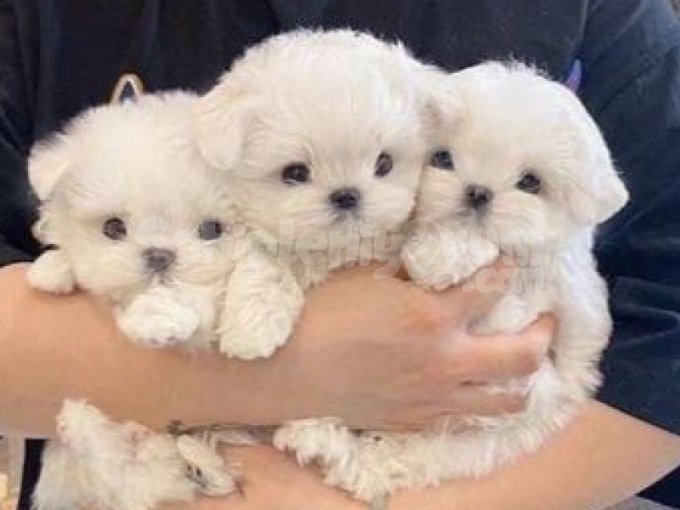 Maltese Terrier XS Yavrular | Tüy Sorunu Yok, Aşılı, Eğitimli