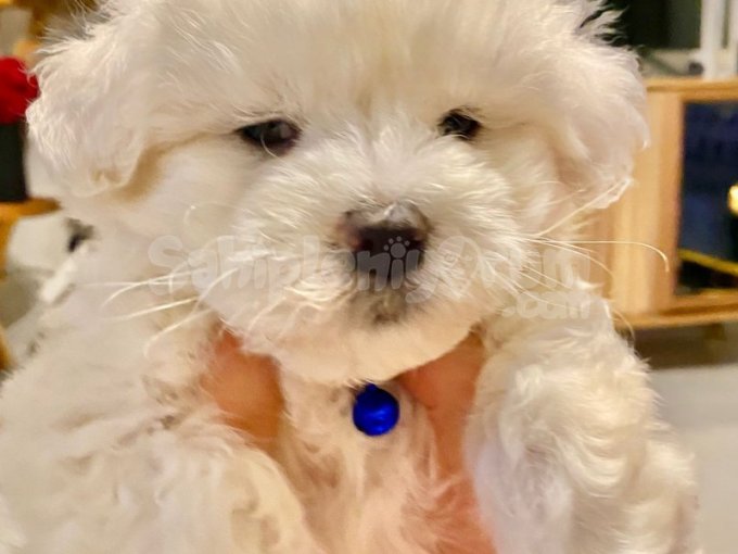 Maltese Terrier 2 Aylık Oscar