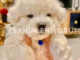 Maltese terrier 2 aylık OSCAR