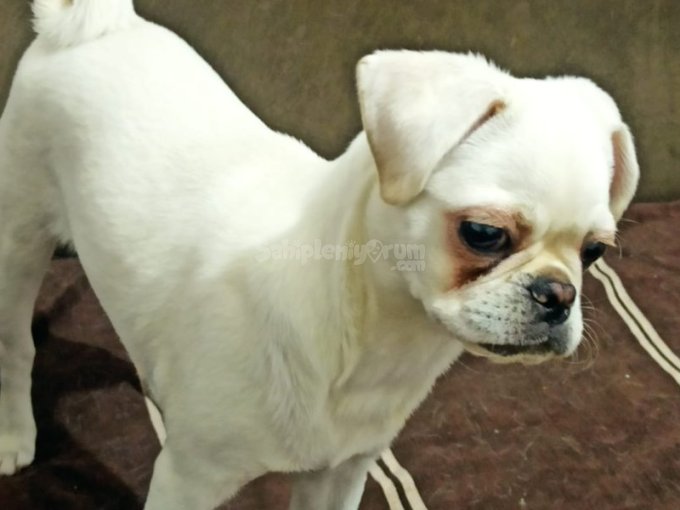 Nadir Renk Beyaz Pug