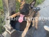 6 aylık belçika kurdu( malinois)