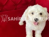 Maltese Terrier Sıfır Numara Evimin Yavrusu