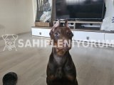 3 Aylık Nadir renk Kızıl Doberman