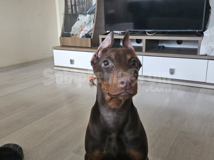 3 Aylık Nadir Renk Kızıl Doberman