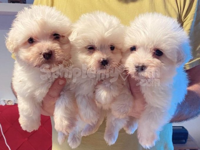 Maltese Terrier,Evimin Neşesi Oyuncu Yavrularım