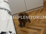 Büyümeyen cins toy poodle